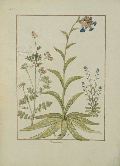 Lungwort and Geranium, Illustration from the Book of Simple Medicines by Mattheaus Platearius by Robinet Testard